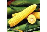 Сентинель F1 - кукуруза сахарная, 5 000 с, Clause Франция фото, цена